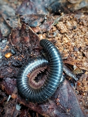 Archispirostreptus syriacus