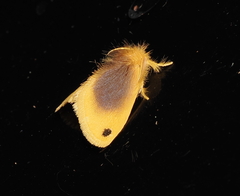 Artaxa nubilosa