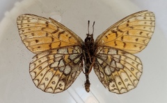 Boloria eunomia