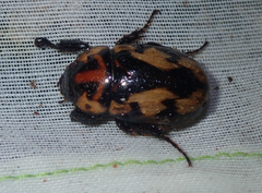 Cyclocephala picipes