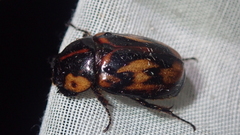 Cyclocephala picipes