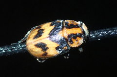 Cyclocephala picipes