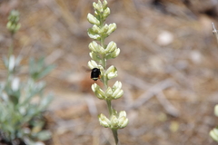 Lupinus peirsonii