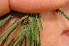 Peltoschema oceanicum