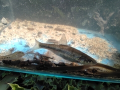 Sarmarutilus rubilio