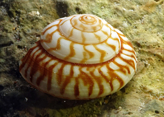 Psilaxis radiatus