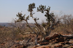 Ficus tettensis