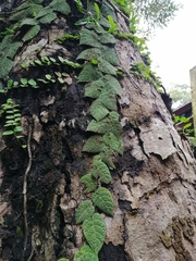 Ficus villosa