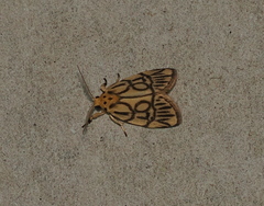 Miltochrista synestramena