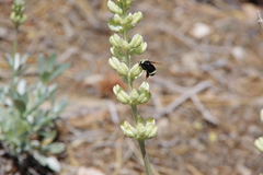 Lupinus peirsonii