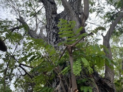 Peltophorum pterocarpum