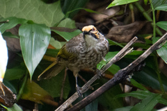 Pycnonotus zeylanicus