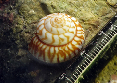 Psilaxis radiatus