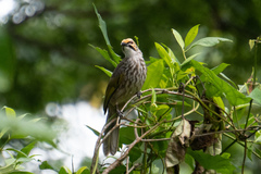 Pycnonotus zeylanicus