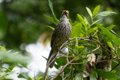 Pycnonotus zeylanicus