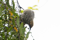 Pycnonotus zeylanicus