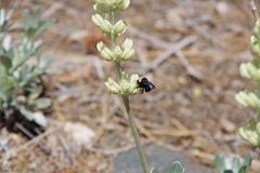 Lupinus peirsonii