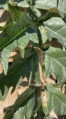 Asclepias erosa