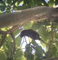 Amblyospiza albifrons