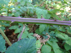 Rubus grabowskii