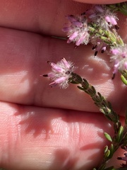 Erica eriocephala