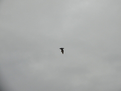 Pteropus conspicillatus