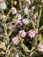 Erica eriocephala