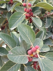 Ficus benghalensis