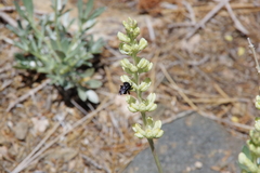 Lupinus peirsonii