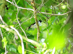 Symposiachrus julianae