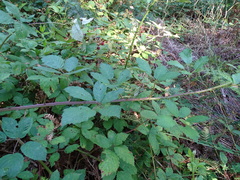 Rubus grabowskii