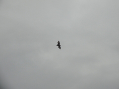 Pteropus conspicillatus