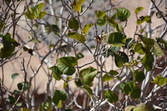 Ficus palmata