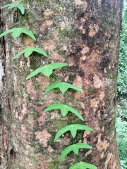 Adenia cordifolia