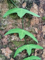 Adenia cordifolia