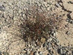 Eriogonum thomasii