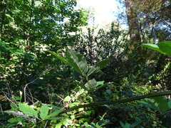 Rubus grabowskii