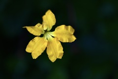 Goodenia hederacea alpestris
