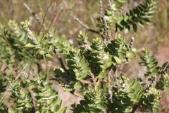 Gomphocarpus cancellatus
