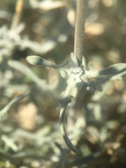 Lyrocarpa coulteri