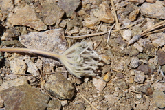 Oreonana vestita