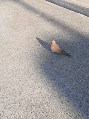 Streptopelia senegalensis