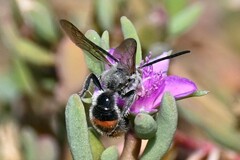 Campsomeriella