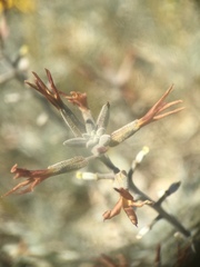 Lyrocarpa coulteri