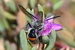 Campsomeriella