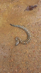Python brongersmai