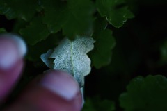 Goodenia hederacea alpestris
