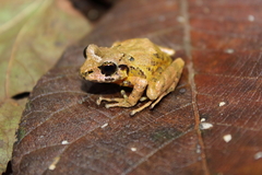 Craugastor decoratus