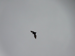 Pteropus conspicillatus