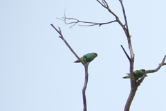 Parvipsitta porphyrocephala